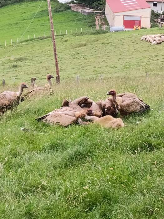 ENBAk salatu duenez, putreek eraso egin diete Larraskanda baserriko ardiei