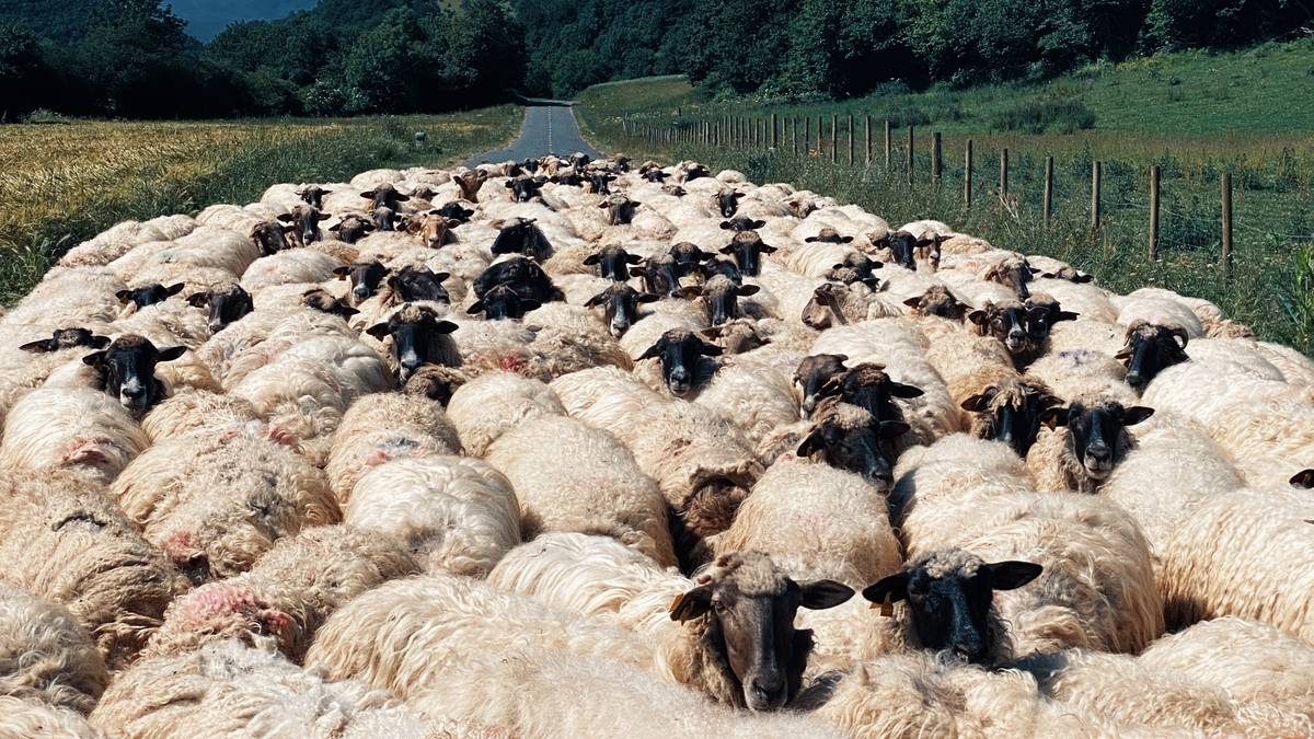 'Scrapie' foku bat antzeman dute Zestoako ardi-azienda batean