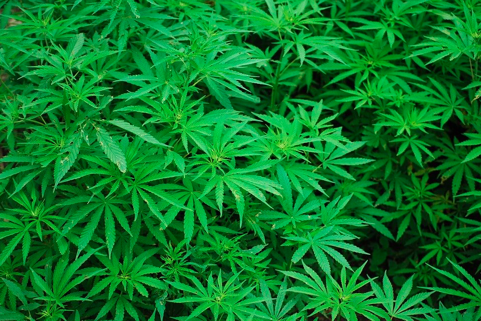 Marihuana plantazioak desegin ditu Ertzaintzak Azkoitian
