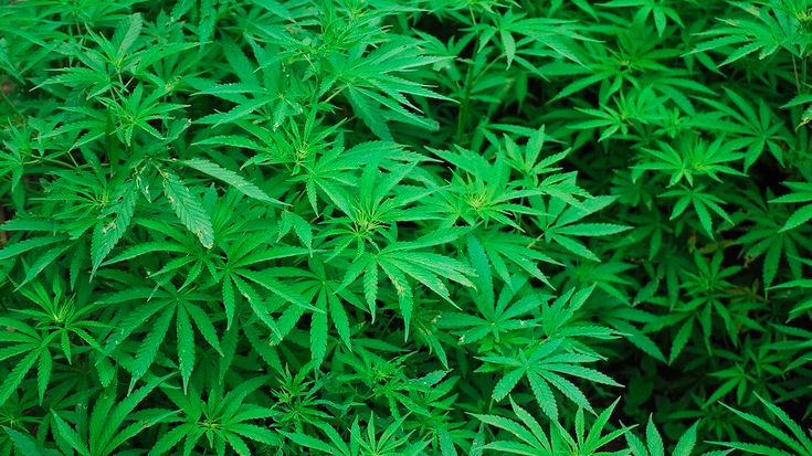 Marihuana plantazioak desegin ditu Ertzaintzak Azkoitian