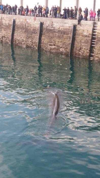 Zarauztar ugari gerturatu da Getariako balea ikustera