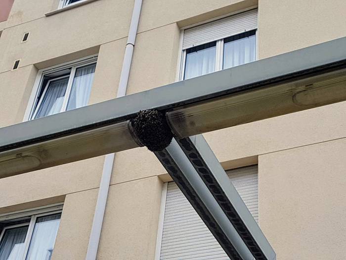 Erle talde bat ezarri da arratsaldean Alaiko farola baten inguruan