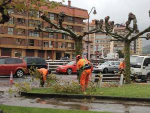 Gaitzak jota daude herriguneko hainbat zuhaitz