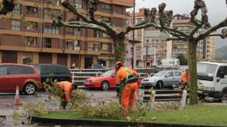 Gaitzak jota daude herriguneko hainbat zuhaitz