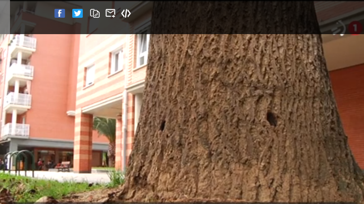 Hainbat zuhaitz pozoitu dituzte herrian