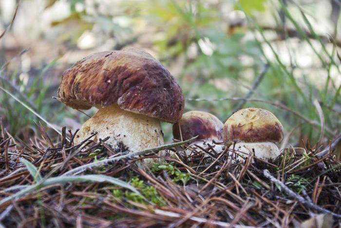 Mikologia hitzaldiak eta irteerak antolatu dituzte Arroabean eta Zumaian