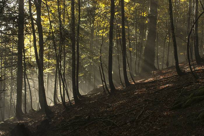 Iratiko basoa ezagutzeko lau eguneko irteera antolatu du Indamendik