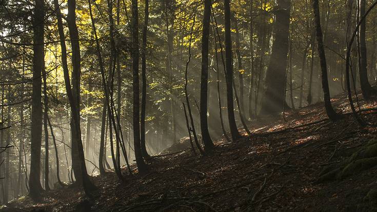 Iratiko basoa ezagutzeko lau eguneko irteera antolatu du Indamendik