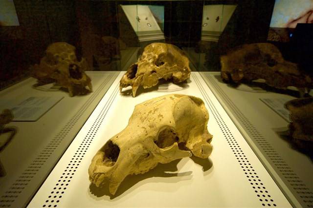 Historiaurrean Gipuzkoan bizi izan ziren hartzen garezurrekin erakusketa zabaldu dute Ekainberrin