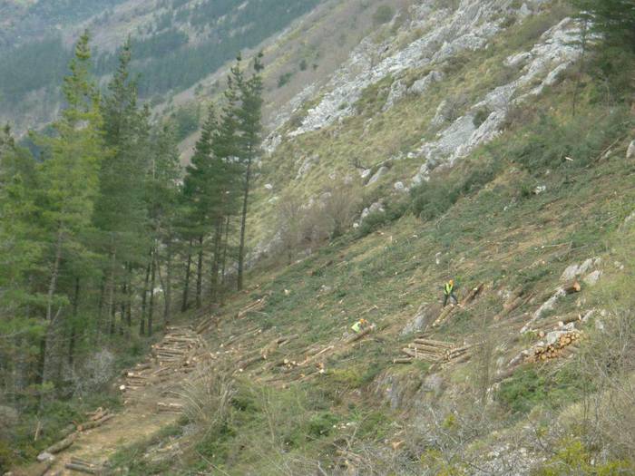 Pago eta arteek ia 20 hektareako eremu bateko pinudia ordezkatu dute Izarraitzen