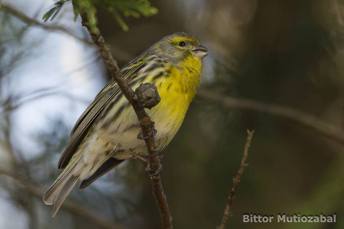 Zumaiako hitz bereziak: TXARRASKALA