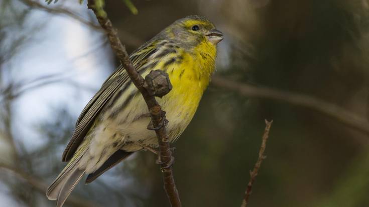 Zumaiako hitz bereziak: TXARRASKALA