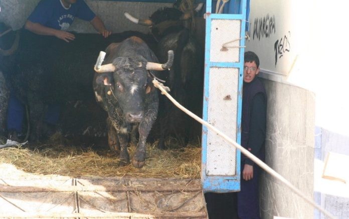 Igandean helduen sokamuturra izango da, umeen danborradaren egunean