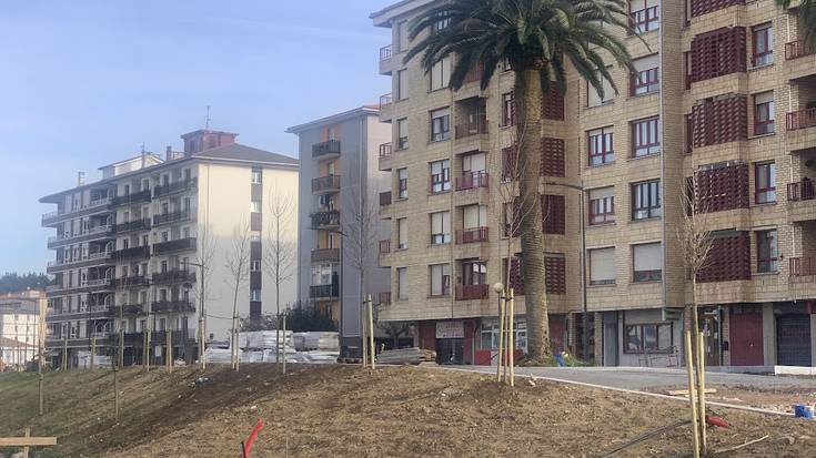 300dik gora zuhaitz landatuko ditu udalak Salberdinen