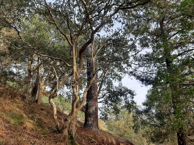 Garate-Santa Barbaran basoa lehengoratzeko lanak hasi ditu udalak