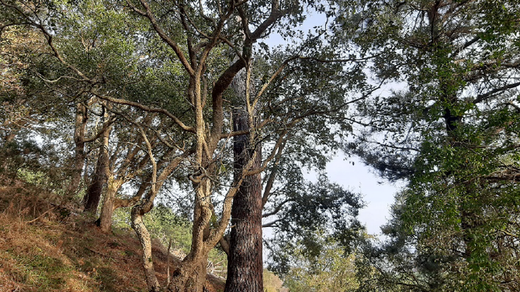 Garate-Santa Barbaran basoa lehengoratzeko lanak hasi ditu udalak