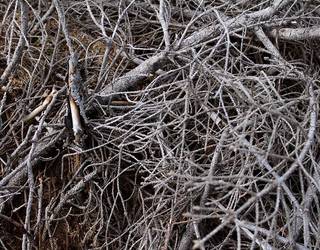 Zumaiako hitz bereziak: TXUXAKA