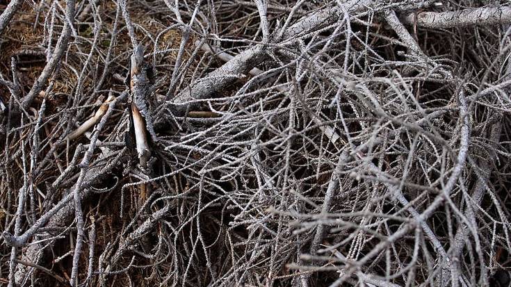 Zumaiako hitz bereziak: TXUXAKA