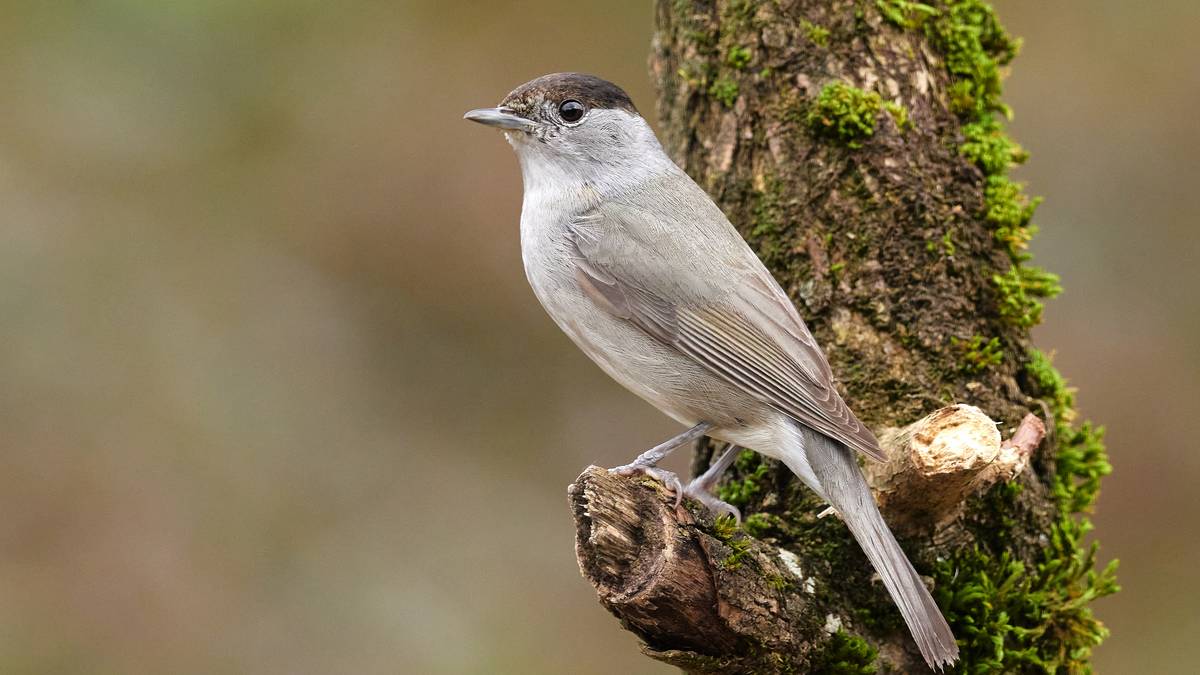 Txinbo kaskabeltza (Sylvia atricapilla)