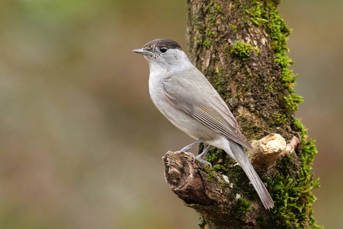 Txinbo kaskabeltza (Sylvia atricapilla)