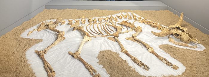 Munibe taldeak aurkitutako Kiputz leizeko hezurren erakusketa zabaldu dute San Telmo Museoan