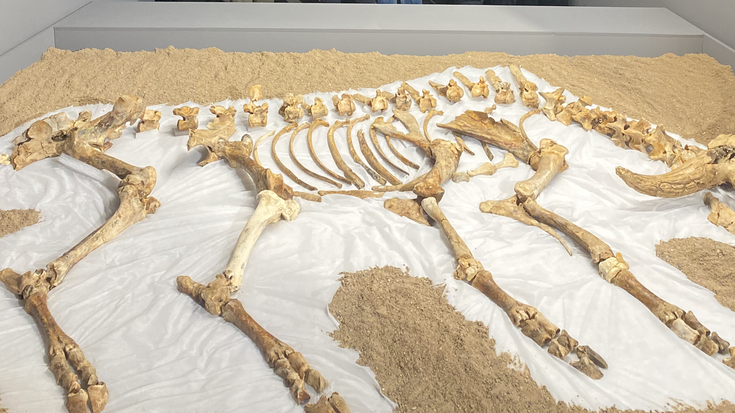 Munibe taldeak aurkitutako Kiputz leizeko hezurren erakusketa zabaldu dute San Telmo Museoan