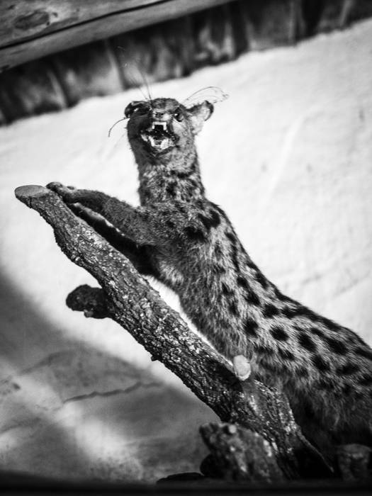 'Munstroak' erakusketa irekiko dute gaur Photomuseumen