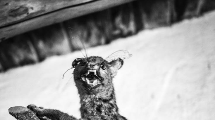 'Munstroak' erakusketa irekiko dute gaur Photomuseumen