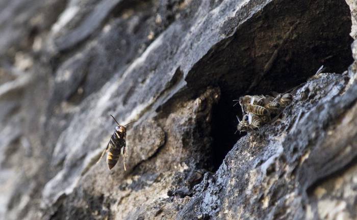 Argazkia: Liztor asiarra erle-ehizan Narruondon