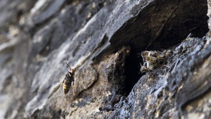 Argazkia: Liztor asiarra erle-ehizan Narruondon