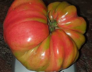 Tomate galanta bildu du herritar batek Azpeitian, ia bi kilokoa
