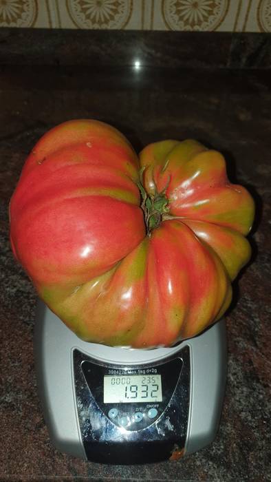 Tomate galanta bildu du herritar batek Azpeitian, ia bi kilokoa