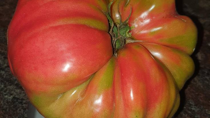 Tomate galanta bildu du herritar batek Azpeitian, ia bi kilokoa