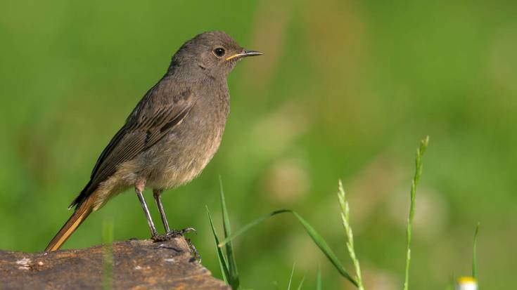 Buztangorri iluna (Phoenicurus ochruros)