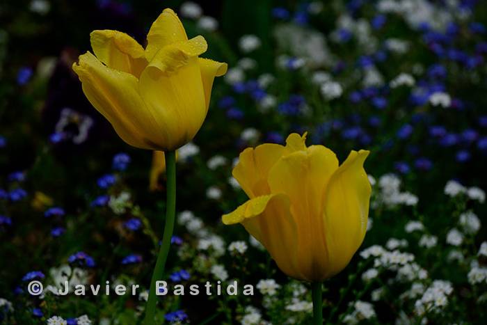 Tulipan horiak ederrenak ekainaren 12x12ko loreen artean