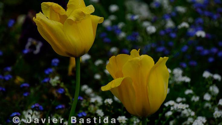 Tulipan horiak ederrenak ekainaren 12x12ko loreen artean