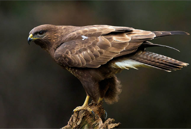 Zapelatz arrunta (Buteo buteo)