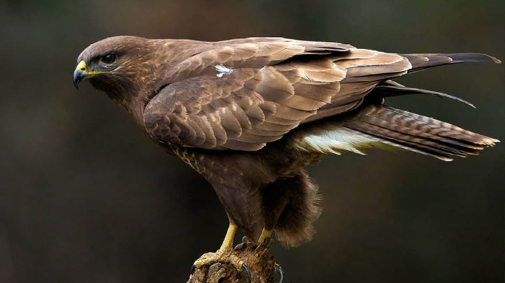 Zapelatz arrunta (Buteo buteo)