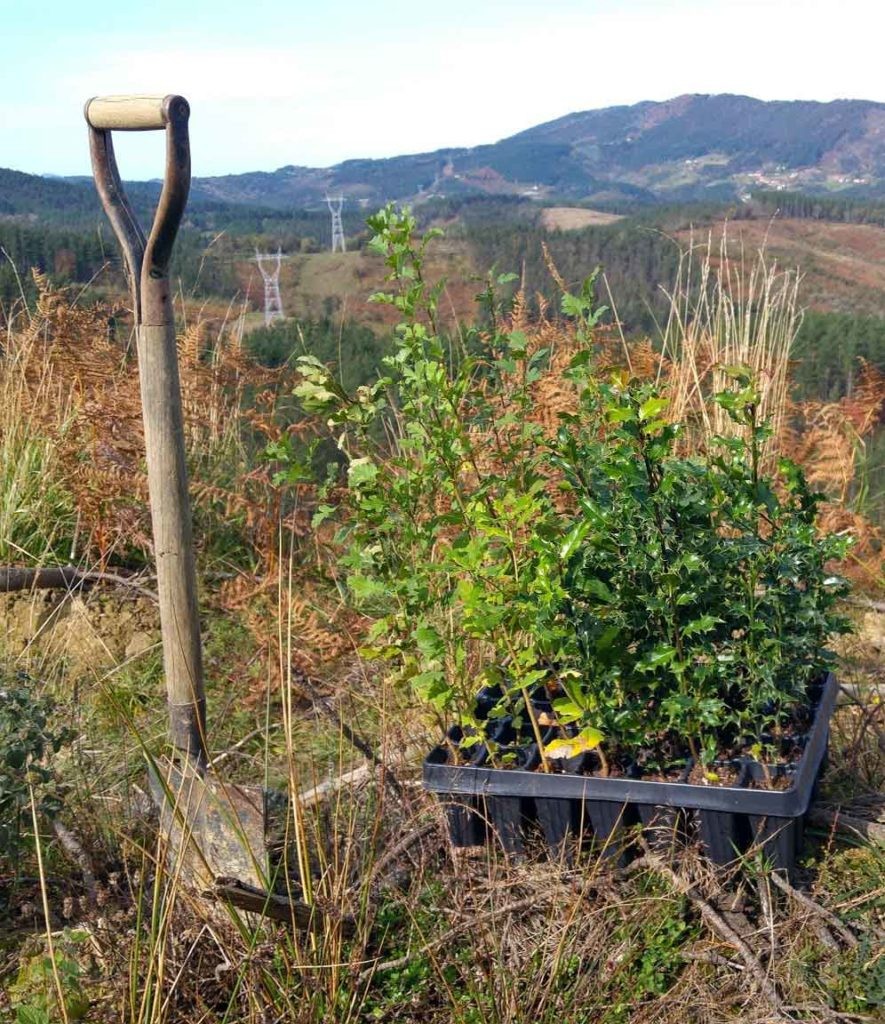 Iganderako zuhaitz landaketa antolatu du Lurgaiak Aian