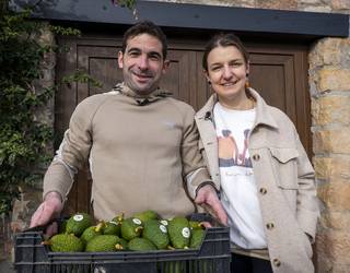 Getariako ahuakatea, etxeetatik hurbil