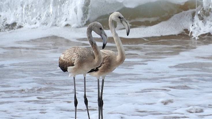 Iritzia: Flamenkoak Zarautzen eta otsoak Izarraitzen?