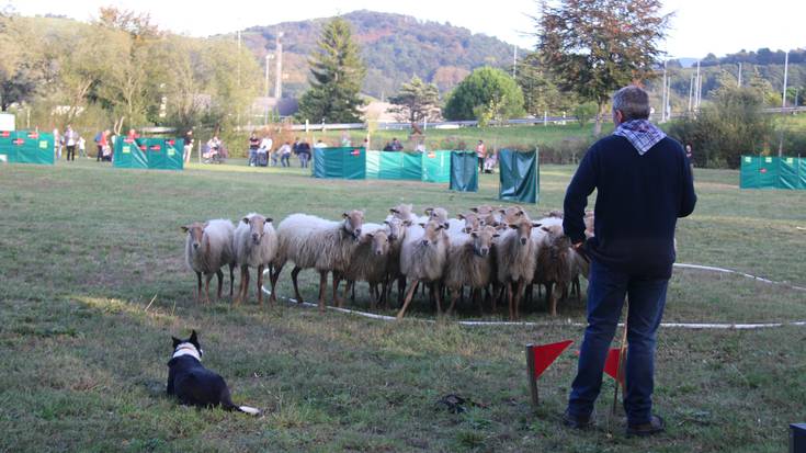 XIV. Ardi Txakur Lehiaketa