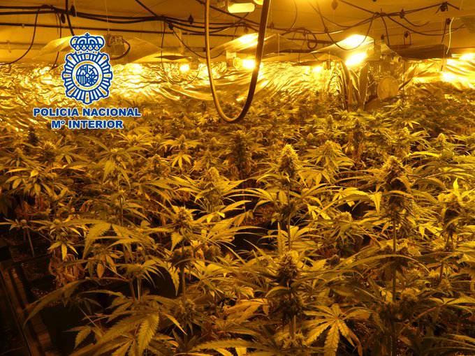 Ehunka marihuana landare atzeman eta bi lagun atxilotu ditu Espainiako Poliziak Zumaian