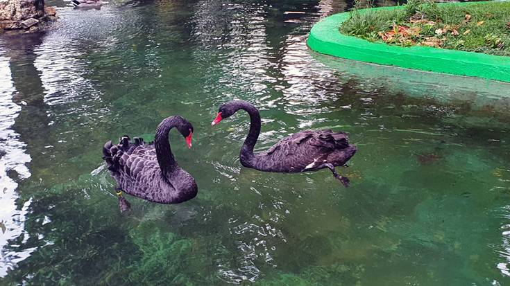 Hiru beltxarga desagertu dira Villa Mundako urmaeletik