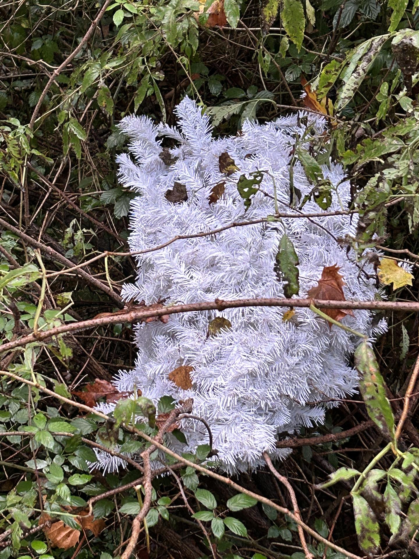 Plastikozko pinua, ia hilabetez ibaian
