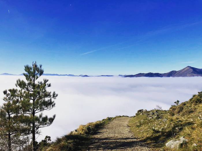 Natur taldeen arteko bilera egingo du Zuhaitzak Bizirik taldeak