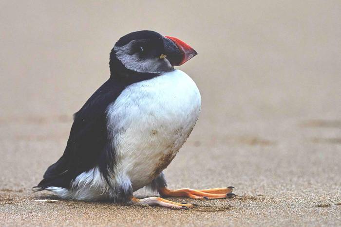 Lanperna-musua (Fratercula arctica)