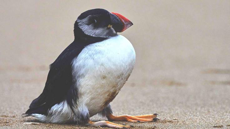 Lanperna-musua (Fratercula arctica)