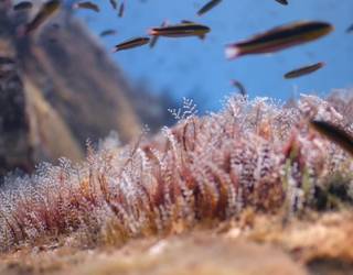 Cimasub jaialdiko lehen ikus-entzunezkoak eskainiko dituzte arratsaldean