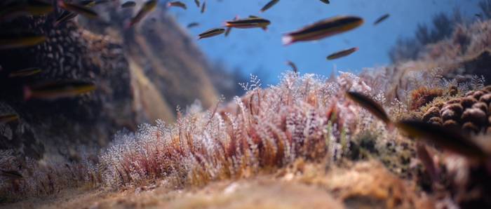 Cimasub jaialdiko lehen ikus-entzunezkoak eskainiko dituzte arratsaldean